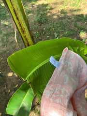 Customer photo of Banana Jacquard Floral Bath Towel | 210 GSM | 75 x 150 cm